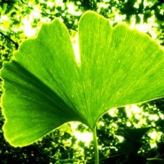 Ginkgo